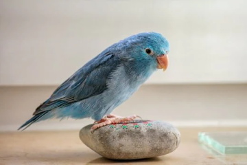 寵物鳥名字可愛洋氣